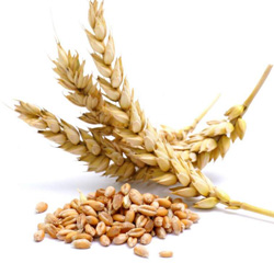 feed wheat